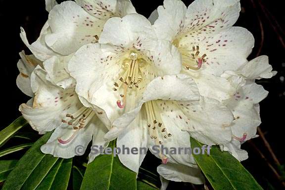 rhododendron irroratum ssp yiliangense subsection irrorata 1 graphic